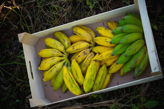 Bananes mignonnes